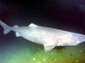 Pacific Sleeper Shark