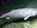 Pacific Sleeper Shark
