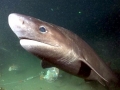 Pacific Sleeper Shark