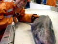Pacific Sleeper Shark