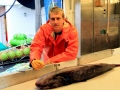 Pacific Sleeper Shark