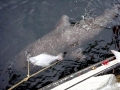 Pacific Sleeper Shark