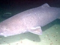 Pacific Sleeper Shark