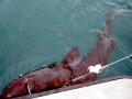 Pacific Sleeper Shark