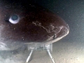 Pacific Sleeper Shark