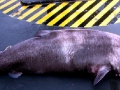 Pacific Sleeper Shark