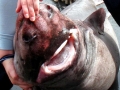 Pacific Sleeper Shark