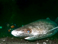 Pacific Sleeper Shark