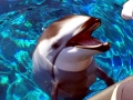 Pacific White-sided Dolphin