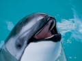 Pacific White-sided Dolphin