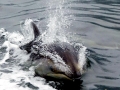 Pacific White-sided Dolphin