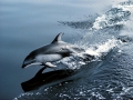 Pacific White-sided Dolphin