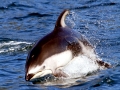 Pacific White-sided Dolphin