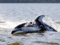 Pacific White-sided Dolphin