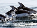 Pacific White-sided Dolphin