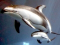 Pacific White-sided Dolphin