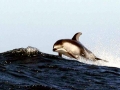 Pacific White-sided Dolphin