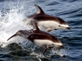 Pacific White-sided Dolphin