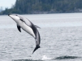 Pacific White-sided Dolphin