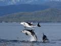 Pacific White-sided Dolphin