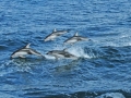 Pacific White-sided Dolphin