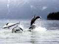 Pacific White-sided Dolphin