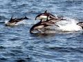 Pacific White-sided Dolphin
