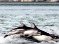 Pacific White-sided Dolphin