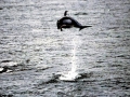 Pacific White-sided Dolphin