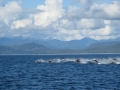 Pacific White-sided Dolphin