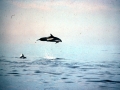 Pacific White-sided Dolphin