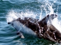 Pacific White-sided Dolphin