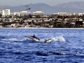 Pacific White-sided Dolphin