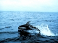 Pacific White-sided Dolphin