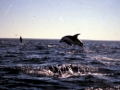 Pacific White-sided Dolphin