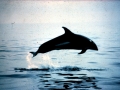 Pacific White-sided Dolphin