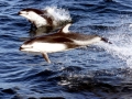 Pacific White-sided Dolphin