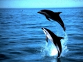 Pacific White-sided Dolphin