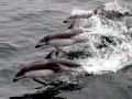 Pacific White-sided Dolphin