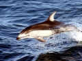 Pacific White-sided Dolphin