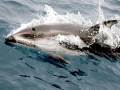 Pacific White-sided Dolphin