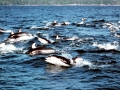Pacific White-sided Dolphin