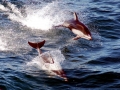 Pacific White-sided Dolphin