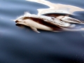Pacific White-sided Dolphin