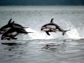 Pacific White-sided Dolphin