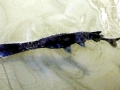Paddlefish