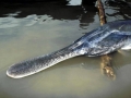 Paddlefish