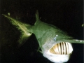 Paddlefish