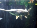 Paddlefish