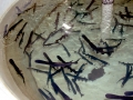 Paddlefish